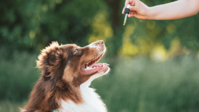 What Makes a Dog Anxious and How to Calm Them Down with CBD Supplements?