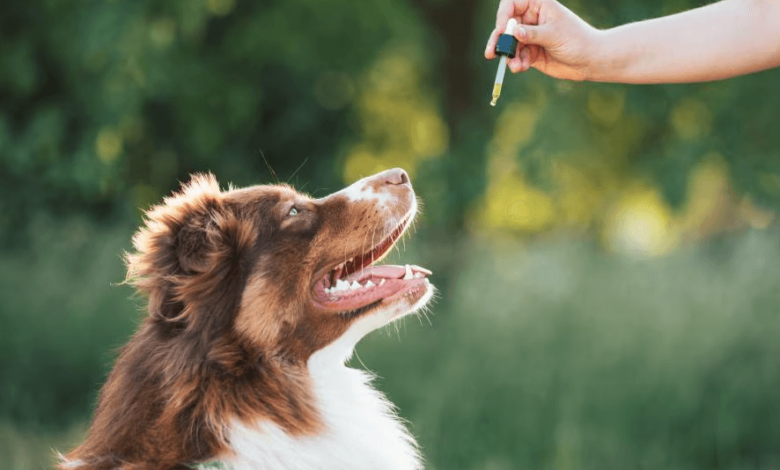 What Makes a Dog Anxious and How to Calm Them Down with CBD Supplements?