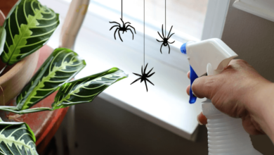 The Ultimate Guide to Natural Spider Repellent