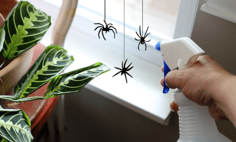 The Ultimate Guide to Natural Spider Repellent