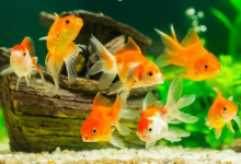 The Ultimate Guide: How Long Can Goldfish Go Without Food