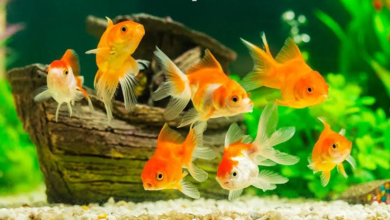 The Ultimate Guide: How Long Can Goldfish Go Without Food