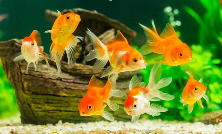 The Ultimate Guide: How Long Can Goldfish Go Without Food