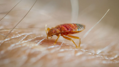 The History of Bed Bugs: From Ancient Times to Modern Infestations