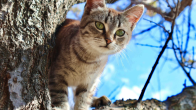 Why GPS Is a Must-Have While Traveling with Your Cat?