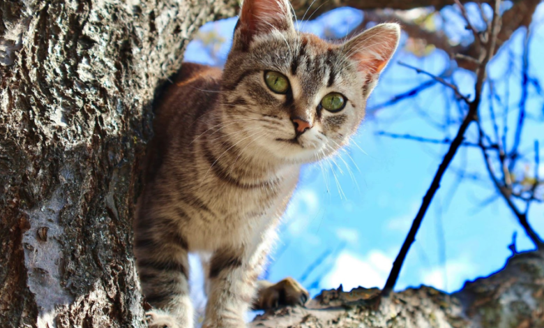 Why GPS Is a Must-Have While Traveling with Your Cat?
