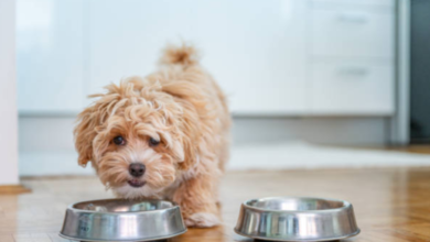 The Ultimate Guide to Pet Bowls: Choosing the Best Option for Your Furry Friends