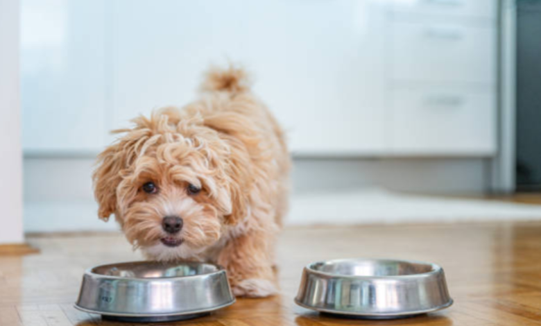 The Ultimate Guide to Pet Bowls: Choosing the Best Option for Your Furry Friends