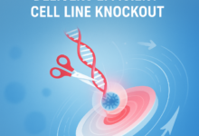 How CRISPR Gene Editing Delivers Efficient Cell Line Knockout