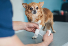 The Difference Between Emergency Veterinary Care and Urgent Care