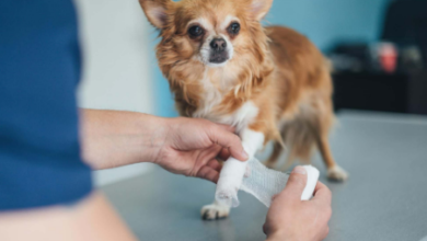 The Difference Between Emergency Veterinary Care and Urgent Care