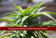 Strng Seeds Autoflower Strains For Indoor Growers
