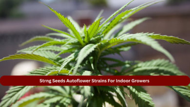 Strng Seeds Autoflower Strains For Indoor Growers