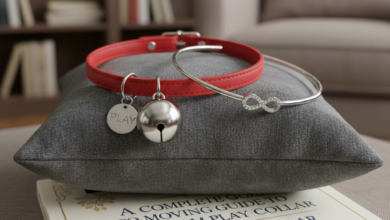 A Complete Guide to Moving from Play Collar to Day Collar