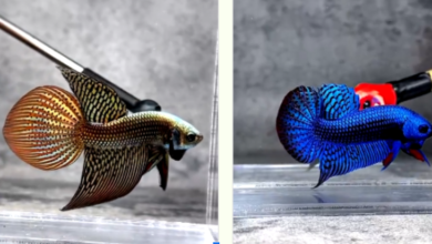 Betta Fish Beyond the Aquarium: Behavior, Habitat, and Care