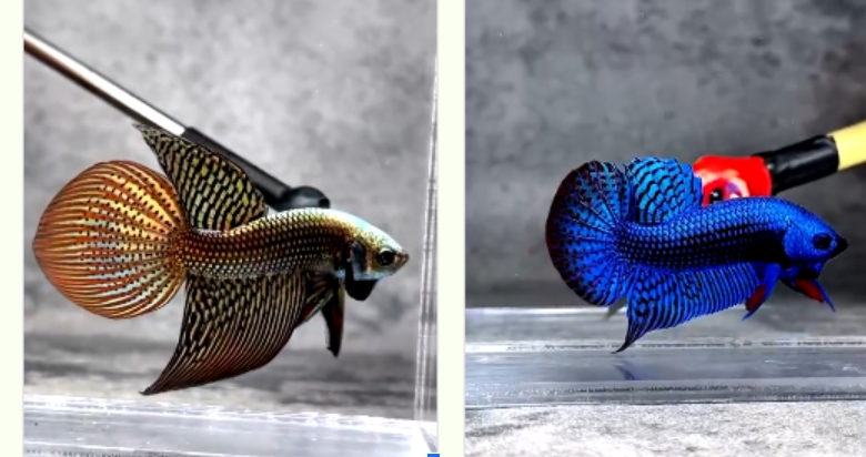 Betta Fish Beyond the Aquarium: Behavior, Habitat, and Care