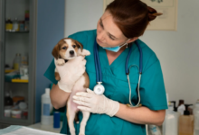 Modern Approaches to Pet Health and Wellness