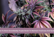How To Store Granddaddy Purple Strain To Maintain Freshness And Quality