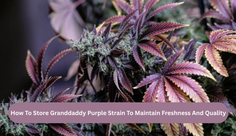 How To Store Granddaddy Purple Strain To Maintain Freshness And Quality
