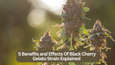 5 Benefits and Effects Of Black Cherry Gelato Strain Explained