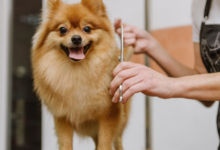 Dog Haircuts 101: How to Choose the Right Cut for Your Dog’s Coat Type
