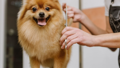 Dog Haircuts 101: How to Choose the Right Cut for Your Dog’s Coat Type