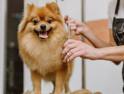 Dog Haircuts 101: How to Choose the Right Cut for Your Dog’s Coat Type
